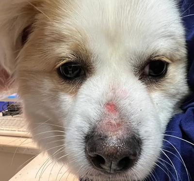 狗狗鼻子长癣?用药要谨慎!