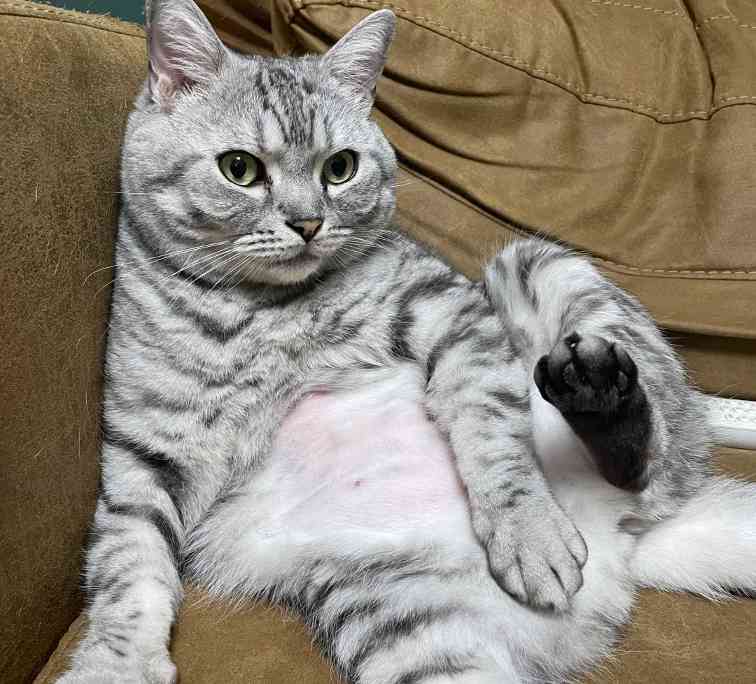 宠物猫脱毛怎么办?