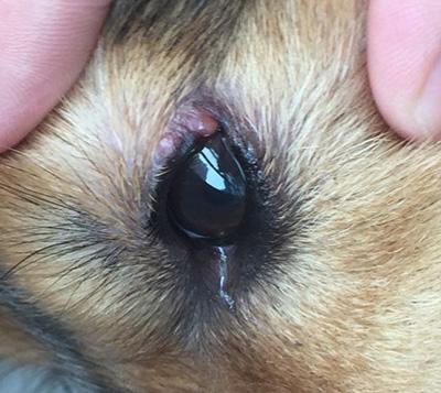 狗狗眼睛上面长红疙瘩是怎么回事?