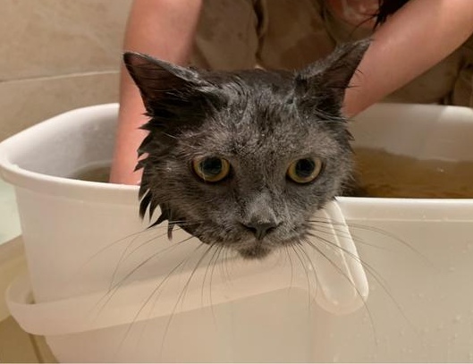 猫癣用什么药浴