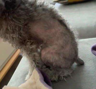 掉毛谜团:泰迪犬屁股掉毛的那些事儿!