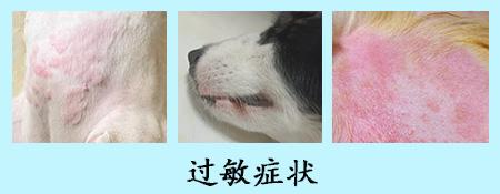 一文读懂:狗狗皮肤过敏用药指南
