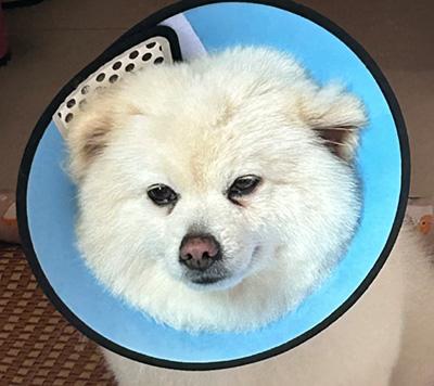 一文读懂:狗狗皮肤过敏用药指南