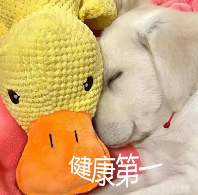 拉布拉多皮肤病克星:宠物主人必看的护理秘籍