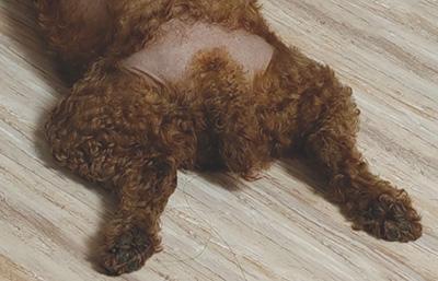 掉毛谜团:泰迪犬屁股掉毛的那些事儿!