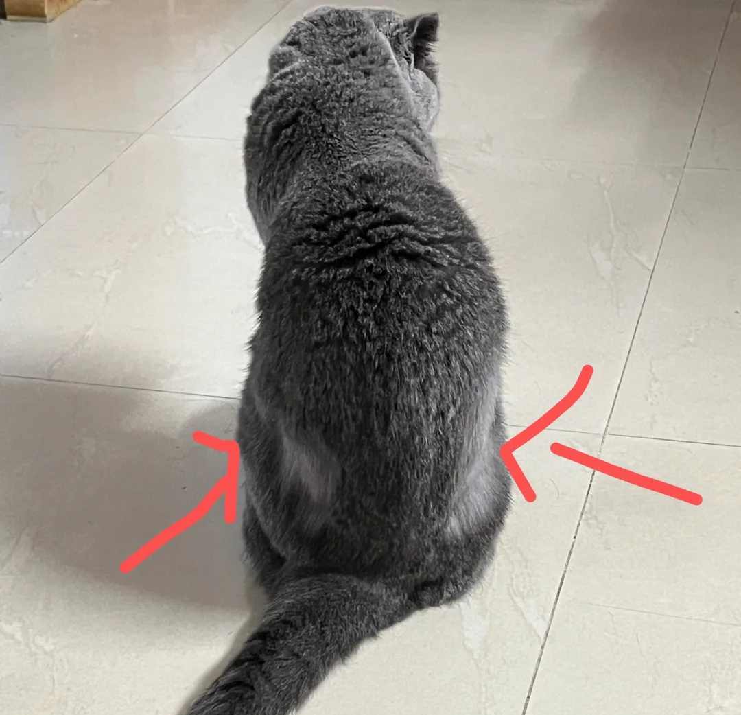 猫咪双侧脱毛