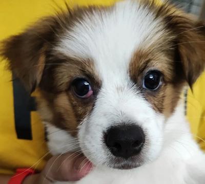 狗狗眼睛上面长红疙瘩是怎么回事?