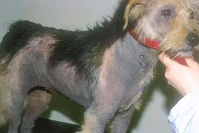 狗狗得皮肤病掉毛皮肤发黑怎么办?