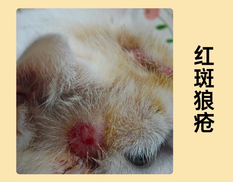 猫咪身上有红色斑块怎么办?