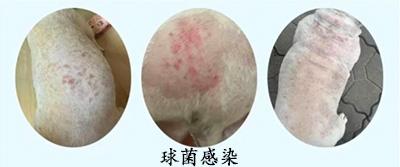 如何有效治疗与预防狗狗球菌感染皮肤病?