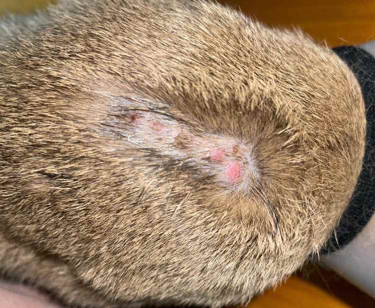 猫身上的癣怎么治疗?