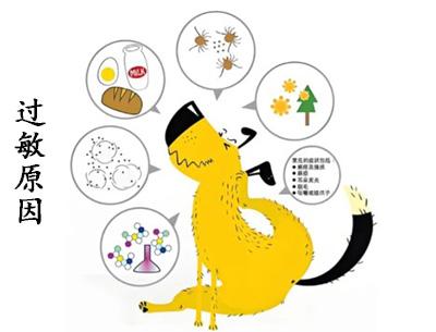 一文读懂:狗狗皮肤过敏用药指南