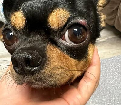 狗狗眼睛上面长红疙瘩是怎么回事?