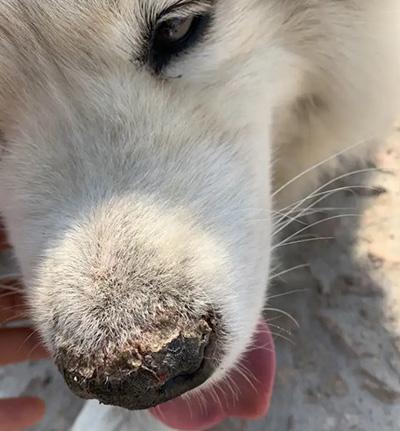 狗狗鼻子长癣?用药要谨慎!