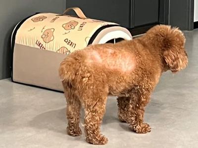 掉毛谜团:泰迪犬屁股掉毛的那些事儿!