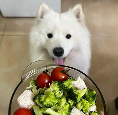 狗狗得皮肤病掉毛皮肤发黑怎么办?