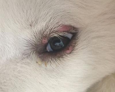 狗狗眼睛上面长红疙瘩是怎么回事?