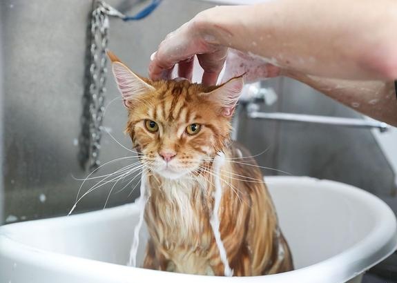 猫咪身上长癣可以洗澡吗?