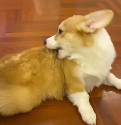 宠物惊现“斑秃”危机:狗狗为何啃咬自己的毛发?