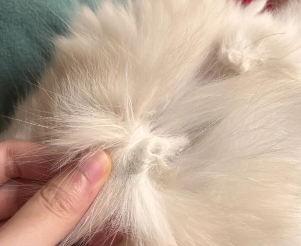 猫毛打结成块是皮肤病吗？