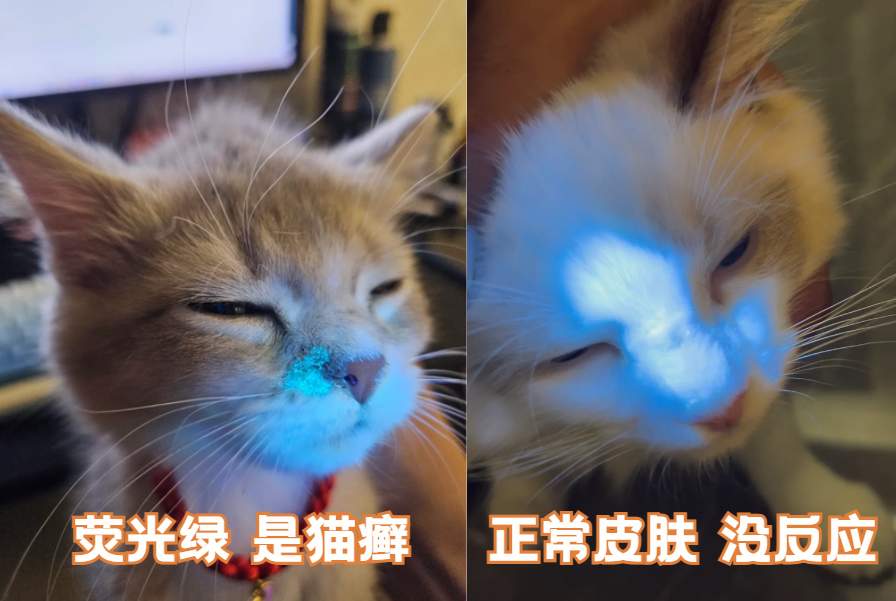猫身上的癣怎么治疗有效?