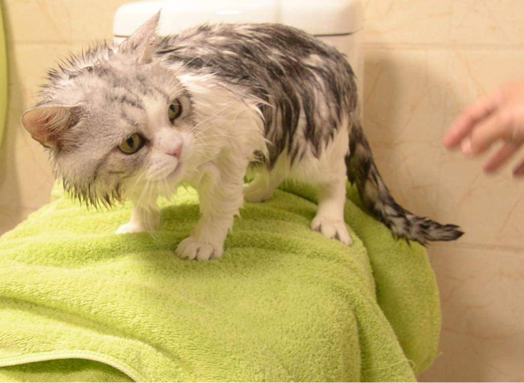 猫咪有癣可以洗澡吗?