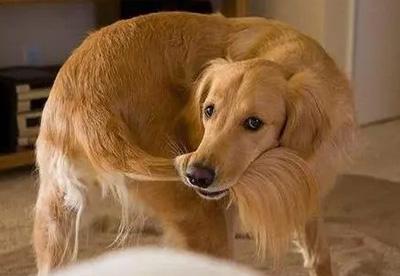 宠物惊现“斑秃”危机:狗狗为何啃咬自己的毛发?