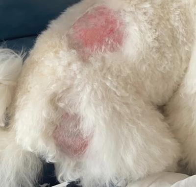 宠物惊现“斑秃”危机:狗狗为何啃咬自己的毛发?