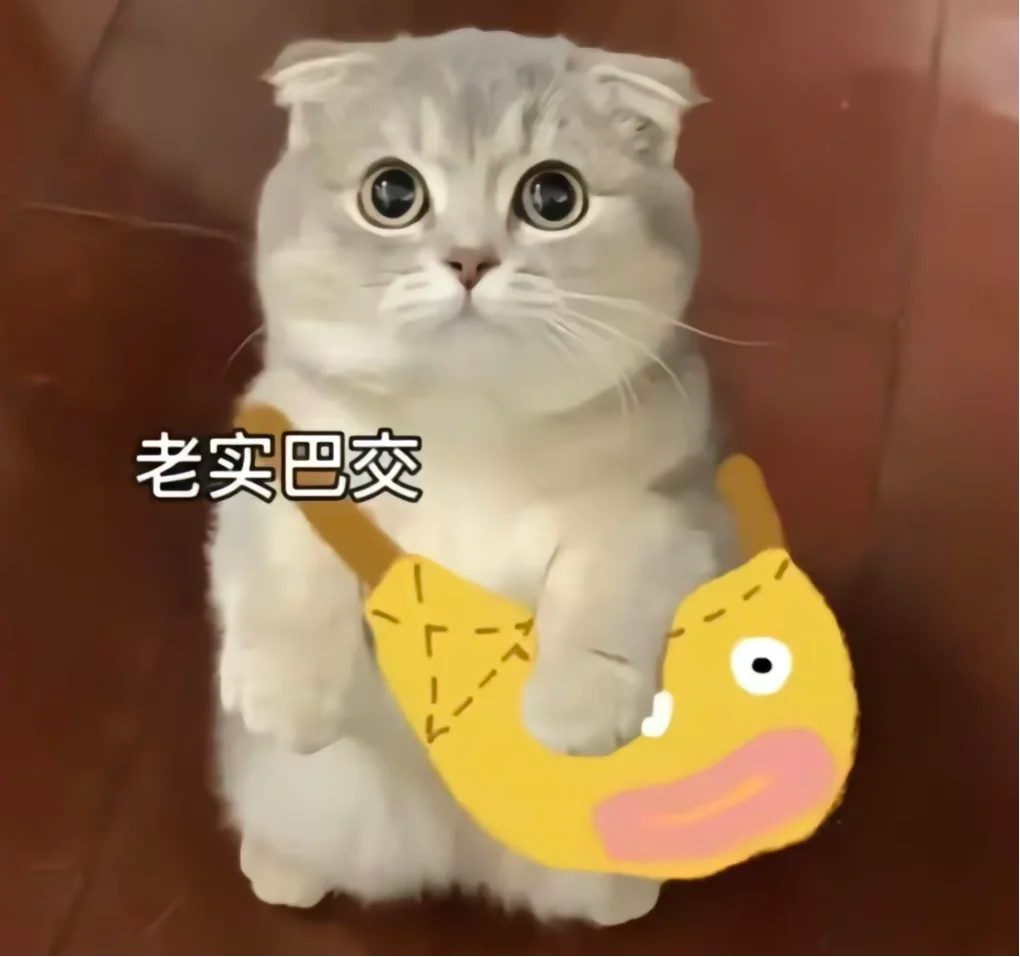 猫咪皮肤病