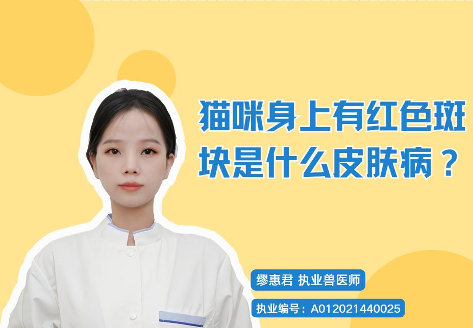 猫咪身上有红色斑块是什么皮肤病?