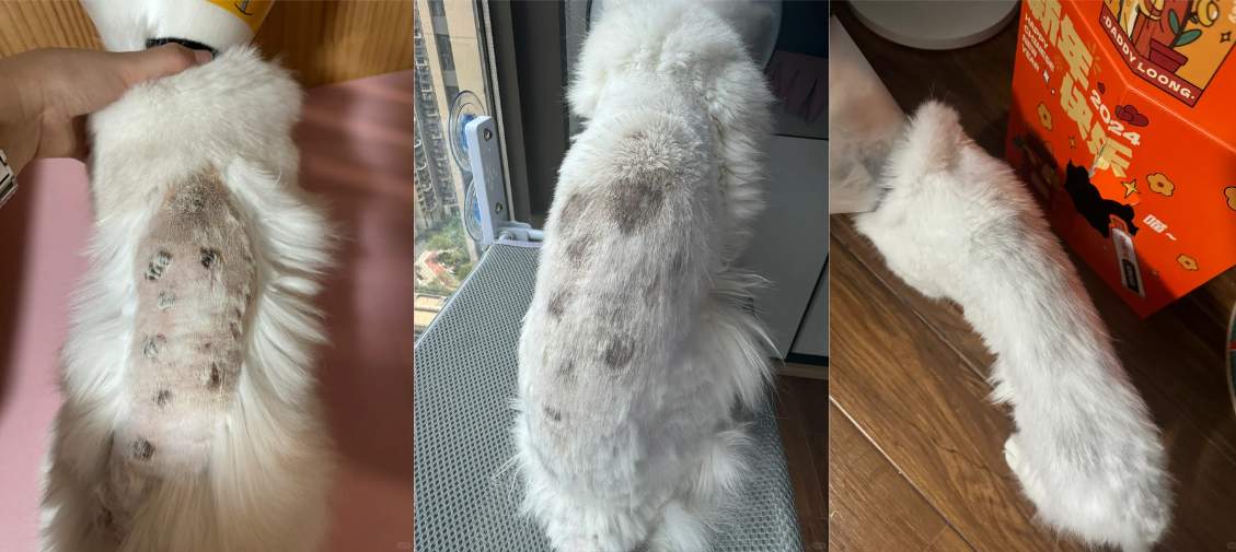 猫咪长癣怎么办?