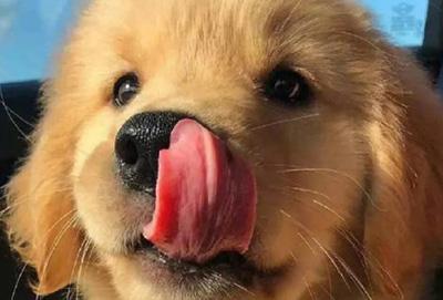 狗狗鼻子长癣?用药要谨慎!