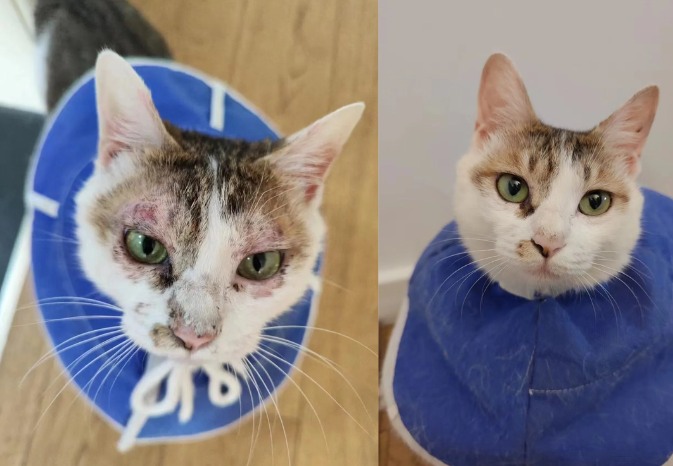 猫咪身上长癣怎么办?