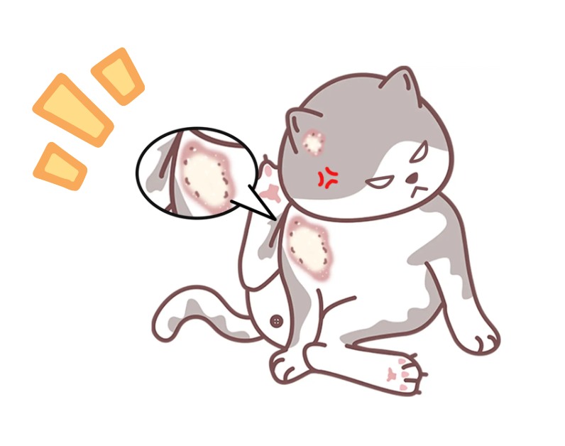 猫癣治疗的土办法