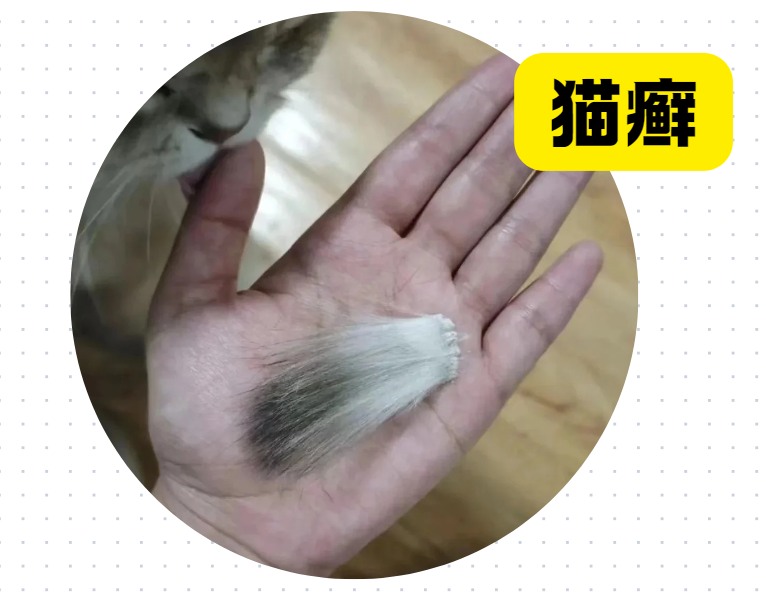 猫癣初期症状与诊断方法，如何有效治疗和预防