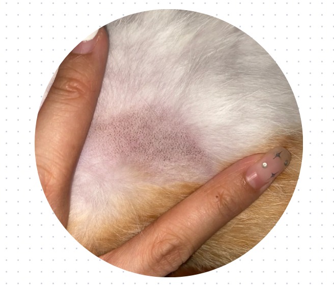 猫咪皮肤病症状图片