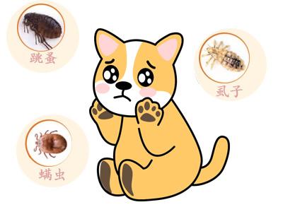 为什么狗狗洗澡后一直抓挠身体?90%的主人不知道的秘密