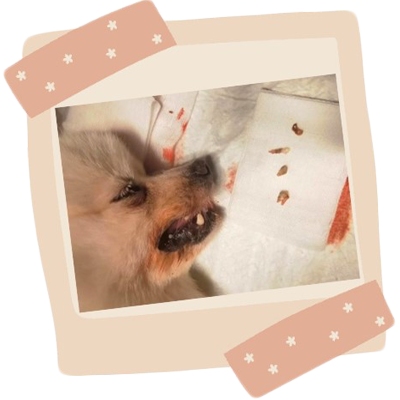 狗狗嘴巴周围红红的用什么药治疗?