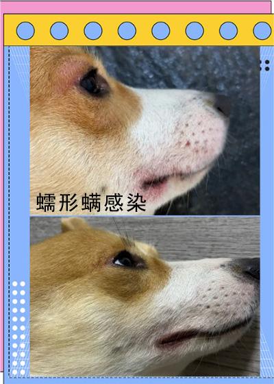 狗狗嘴巴周围红红的用什么药治疗?