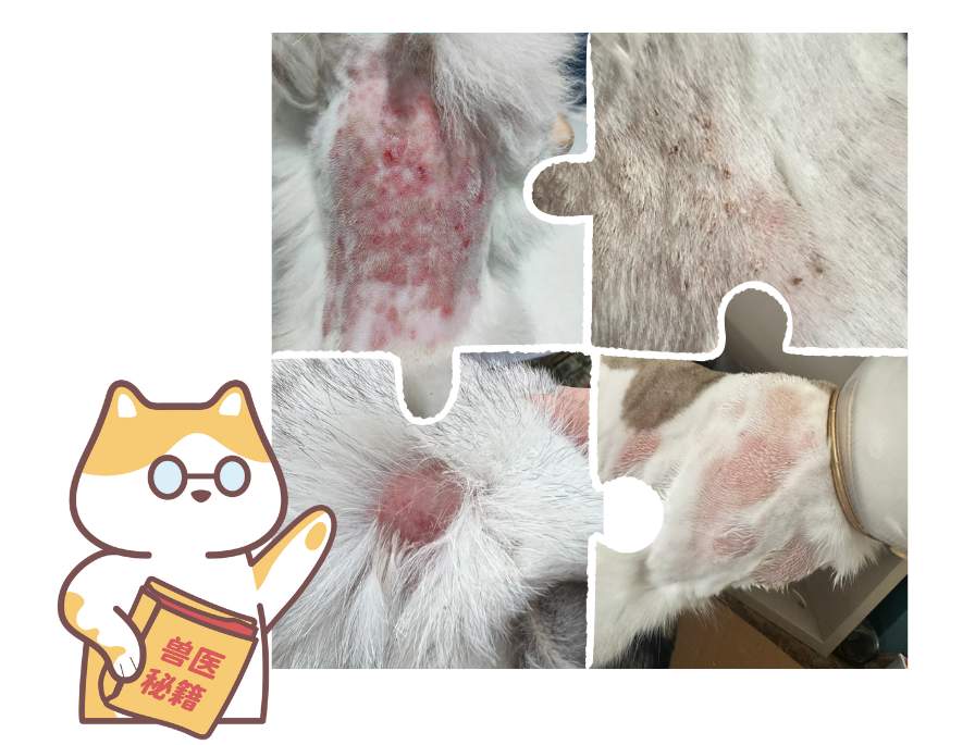 怎样解决猫皮肤病!
