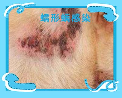 轻松识别：狗狗皮肤病全解图谱