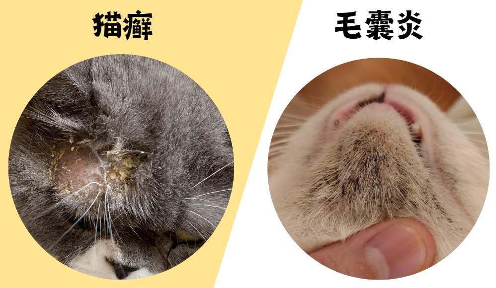 怎么分辨猫下巴嘴边是猫癣还是毛囊炎？