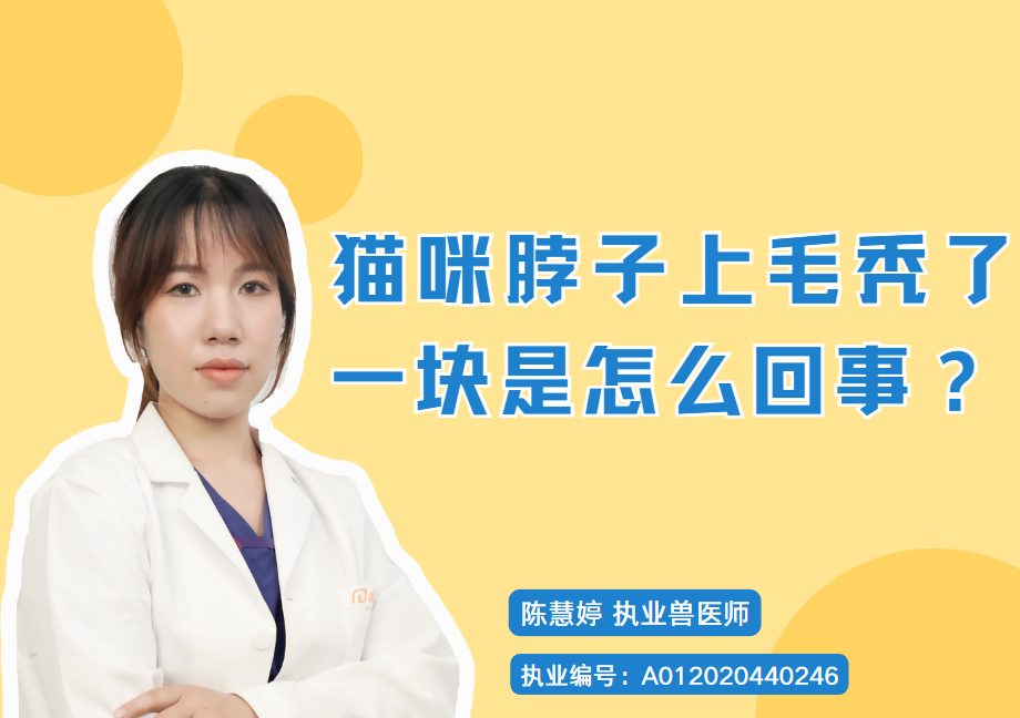 猫咪脖子秃了一块怎么办？常见原因与处理方法解析