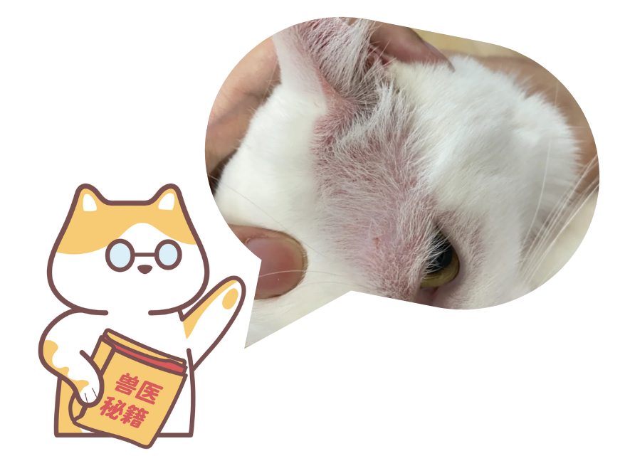 猫皮肤病症状