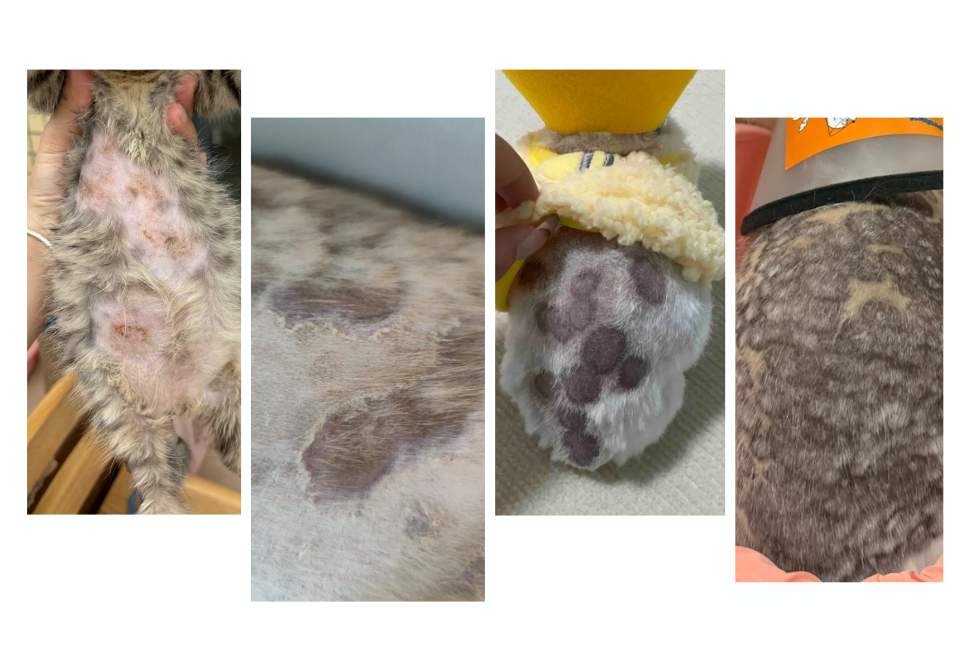 猫癣症状识别与严重感染治疗方案详解