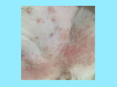 狗狗肚皮上有红疙瘩用什么药?