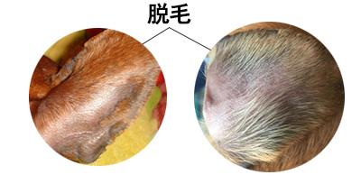 狗狗耳朵掉毛变秃原因与治疗方法全解析