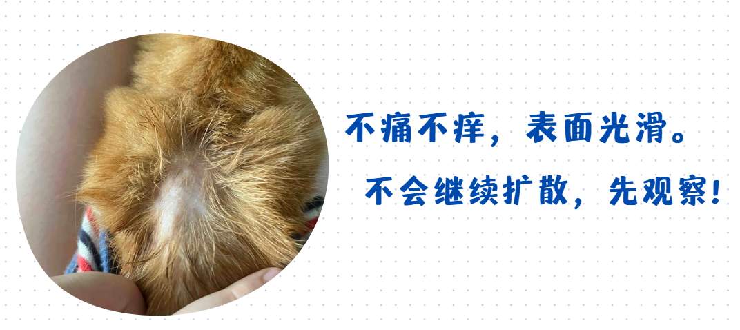 猫身上局部脱毛怎么办？