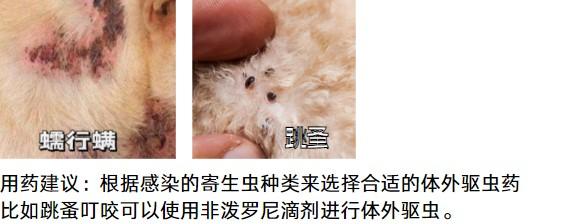 狗狗皮肤瘙痒不用慌，精准用药是关键