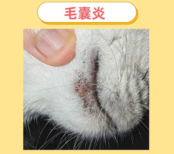 猫咪嘴边掉了一块毛是什么皮肤病?